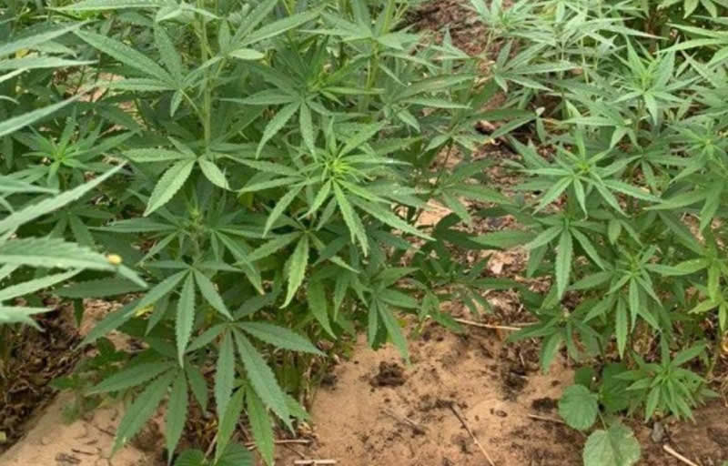  Polícia erradica mais de 18 mil pés de maconha no interior da Bahia