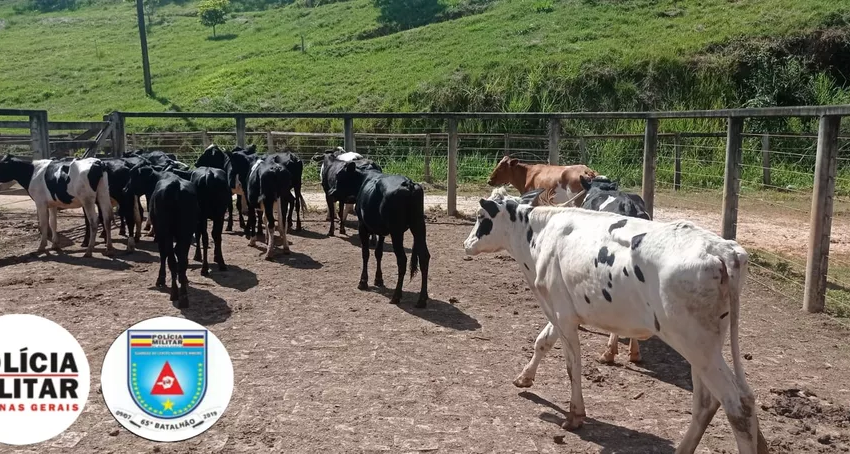  PM recupera 19 cabeças de gado furtadas e prende receptador em Santa Maria do Suaçuí