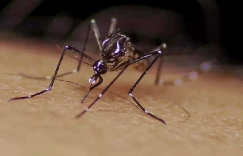  Pesquisadores da UFMG desenvolvem teste capaz de detectar quatro tipos de dengue