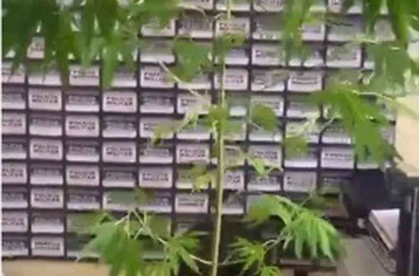  PM apreende pé de maconha cultivado em quintal na cidade de Sabinópolis