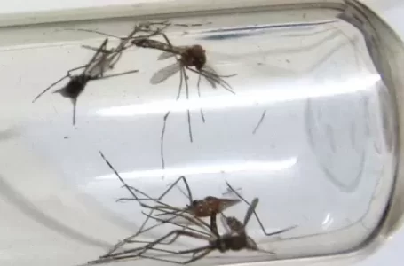 Assembleia de Minas reforça luta contra o Aedes aegypti