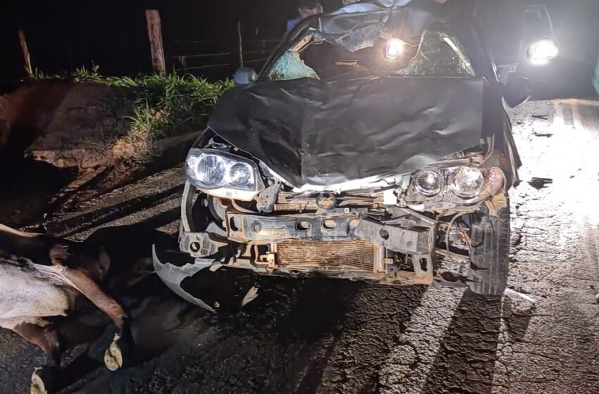  Idosa de 71 anos morre após carro bater contra bois que invadiram rodovia em MG