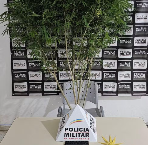  PM aprende pé de maconha em Tumiritinga, e dono da planta é preso