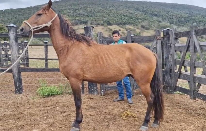  Entenda a doença que causou a morte de 20 equinos e interdição de propriedades rurais no Vale do Jequitinhonha