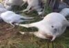 Raio causa morte de 16 cabeças de gado durante chuvas em Piripá
